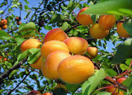 Apricot Kashmiri