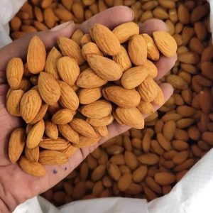 Almond Regular